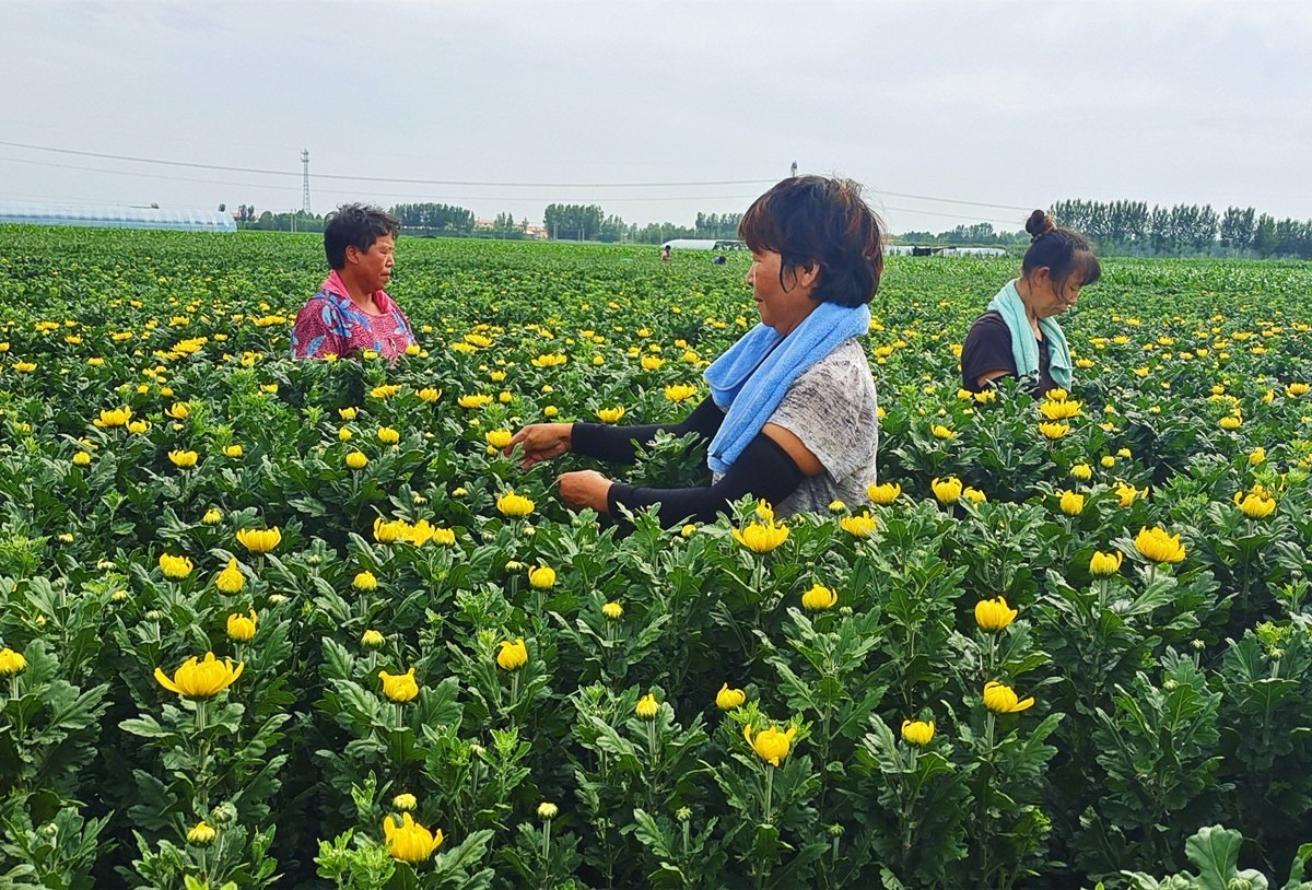 广东省金石花卉市场，繁荣与多彩的植物世界