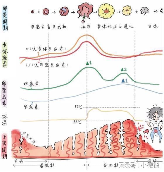 两个月没来月经了，这是怎么回事？探究女性生理周期异常的原因与解决方法