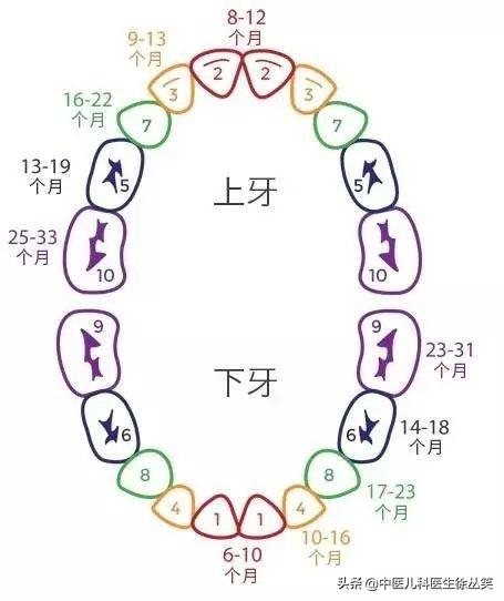 关于宝宝七个月未长牙的现象，了解、分析与应对